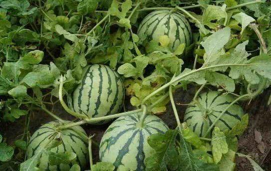 今日大瓜吃不停,娱乐圈风云再起，精彩瞬间盘点